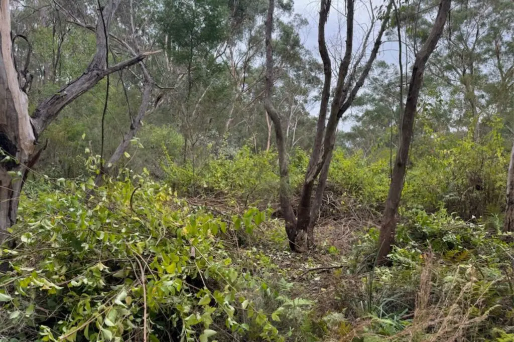 Weeds Present Requiring Vegetation Management Plan