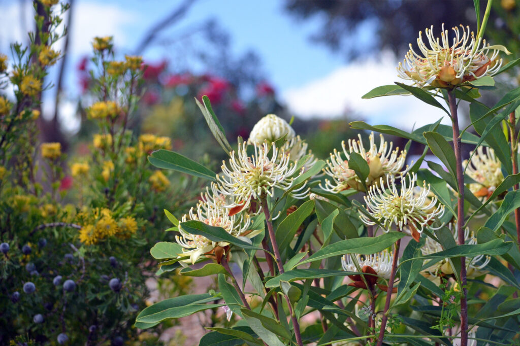 Australian Flora with walkway in distance