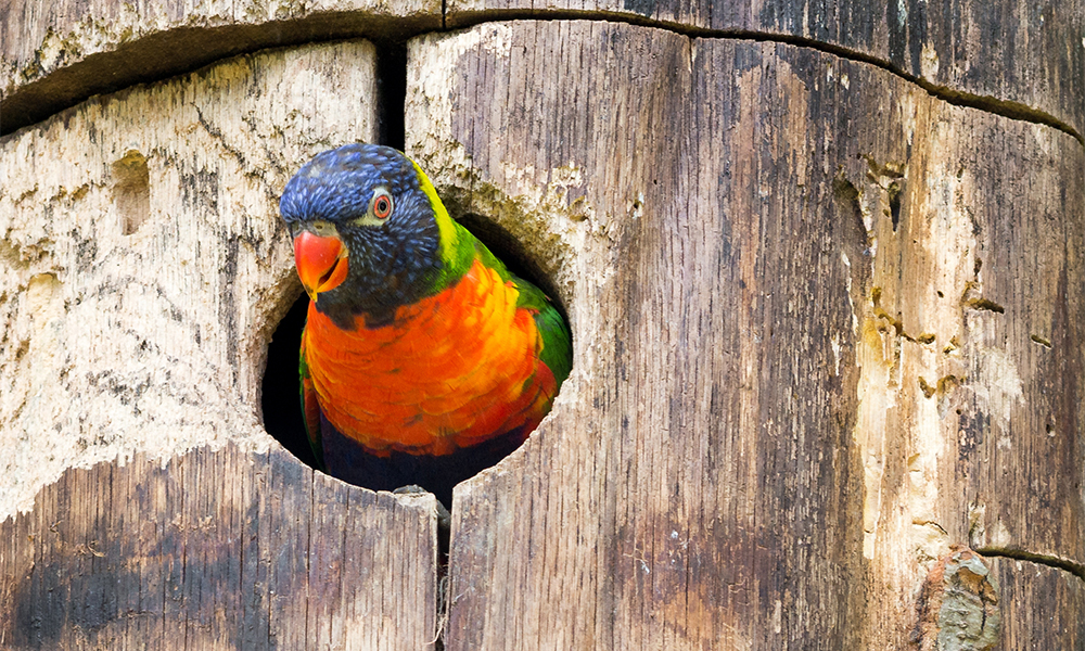 Nesting Box Installation