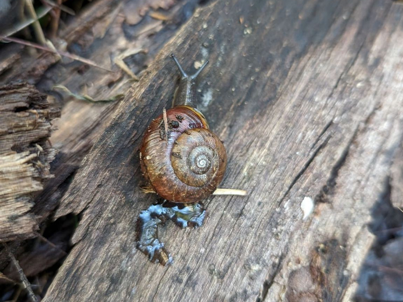 Cumberland Land Snail