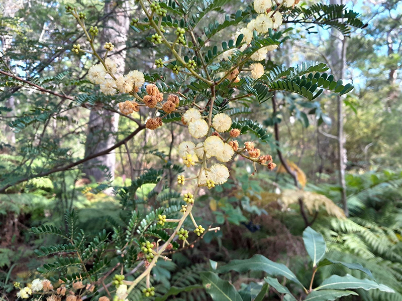 Sunshine Wattle