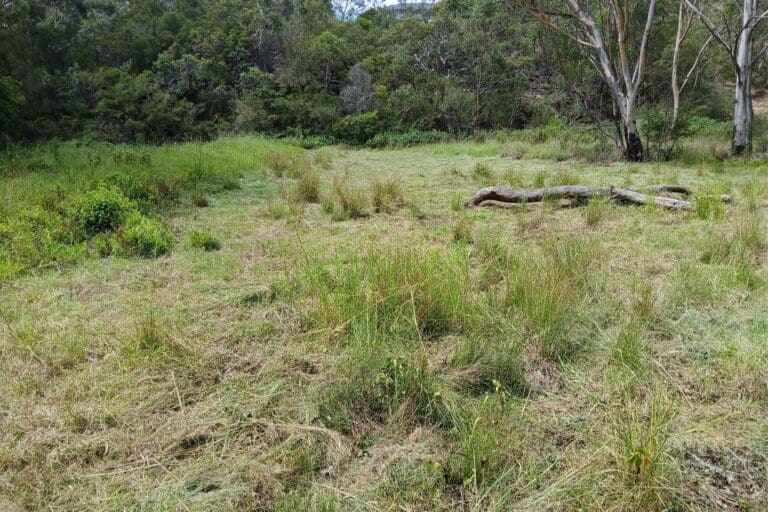 Vegetation Management Plan in Annangrove