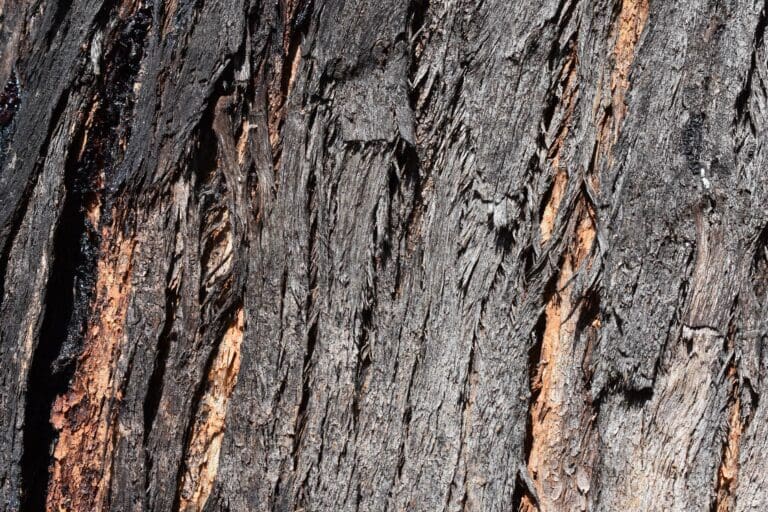 Annangrove Vegetation Management Plan